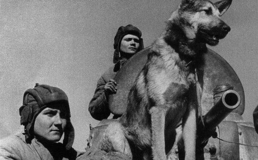 Собаки Победы: четвероногие герои Великой Отечественной