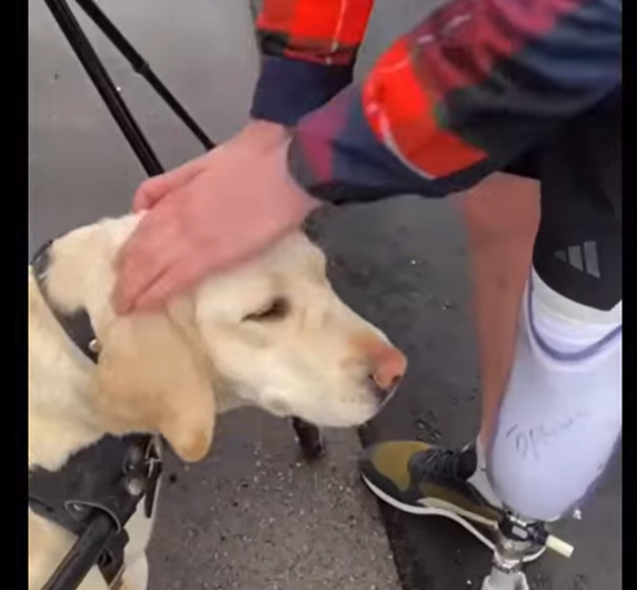 Видео с очередного мероприятия проекта «Звездный пес в помощь людям»