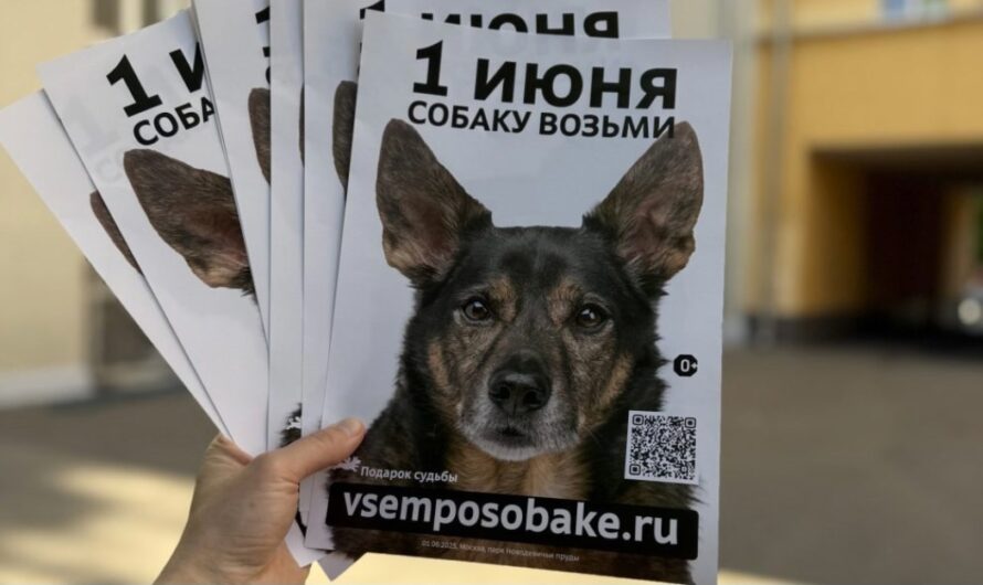 Звездные псы и шанс на счастье: как проект “Москва – добрый город” объединяет людей и животных
